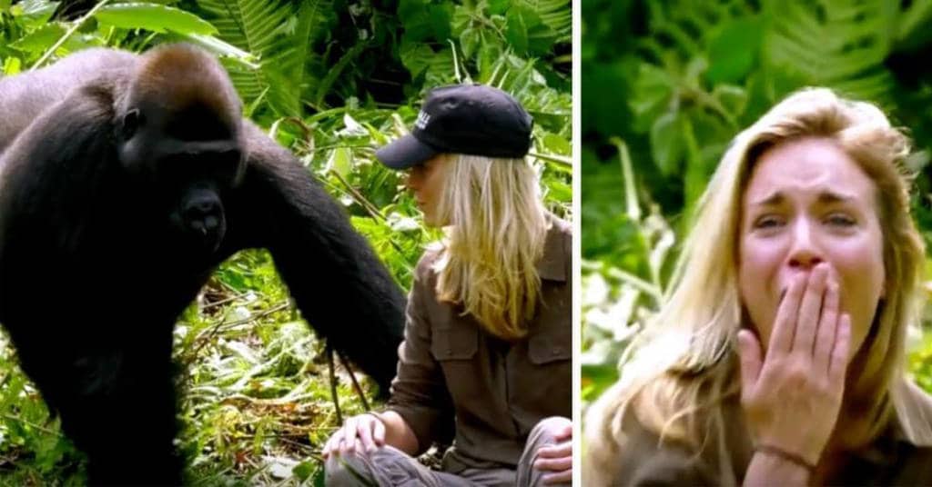 Va contro ogni avvertimento: il marito presenta per la prima volta i gorilla selvatici a sua moglie