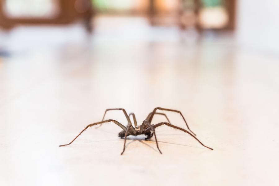 Ecco perché non devi MAI uccidere i ragni di casa tua