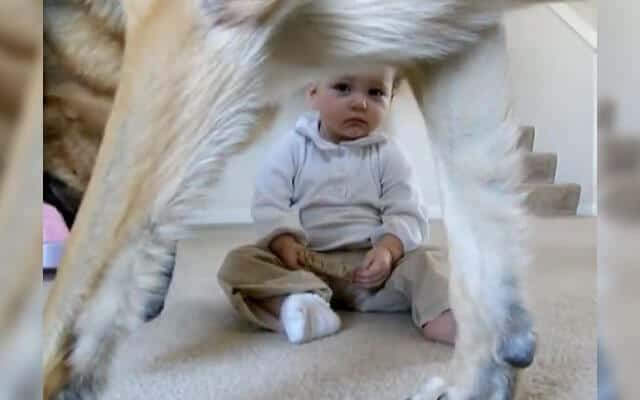 La bambina ruba l’osso al pastore tedesco, la reazione del cane è stata vista da più di 7 milioni di persone