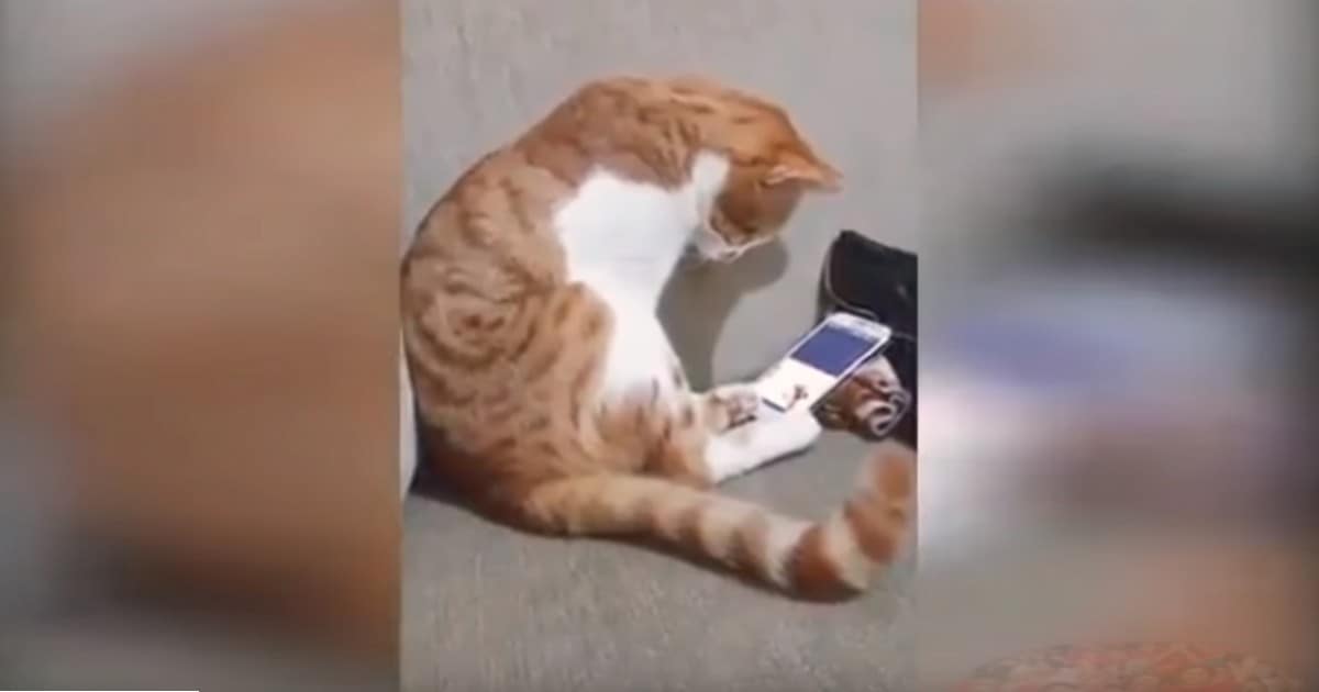 Un gatto vede il suo defunto amico umano in un video – la sua reazione ti farà scoppiare in lacrime