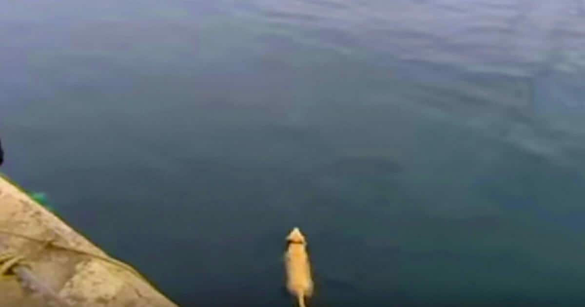 Tutti i giorni il cane scompare nel porto – quando si tuffa rivela il suo segreto
