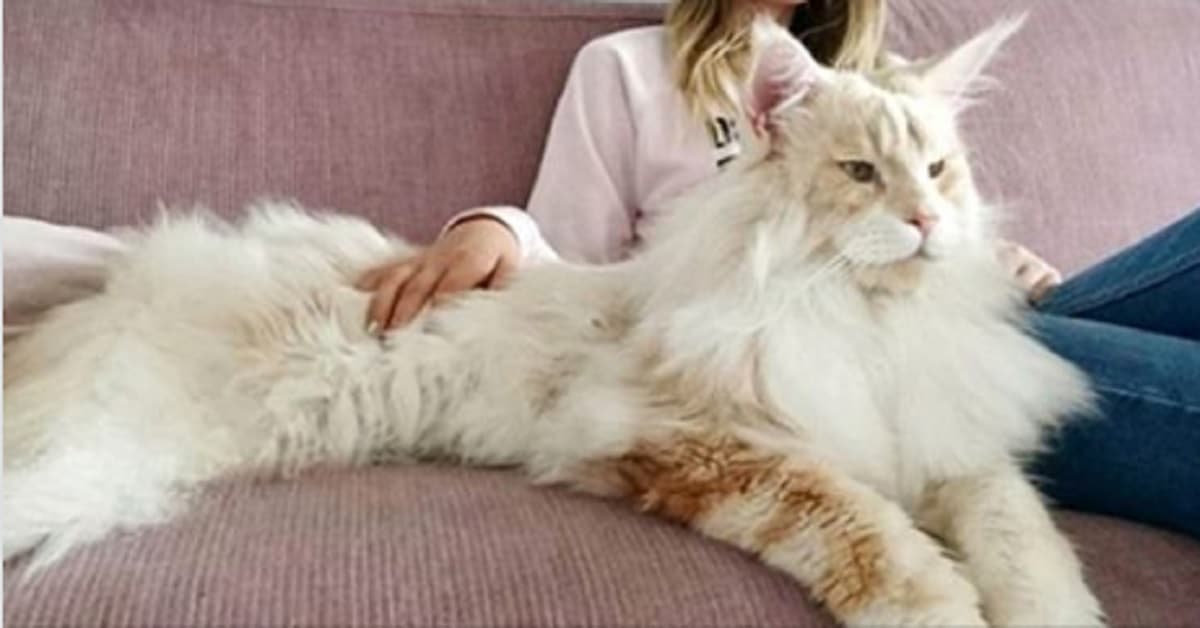 Condivide le foto del suo Maine coon le cui dimensioni stupiscono tutti e il gatto diventa una star del Web