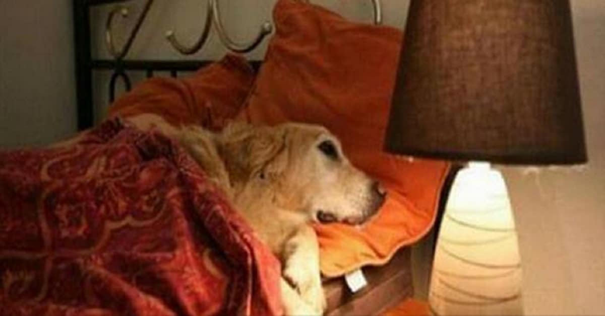 Chiede di tenere il cane nella stanza d’hotel – Ma non si sarebbe mai aspettato tale risposta