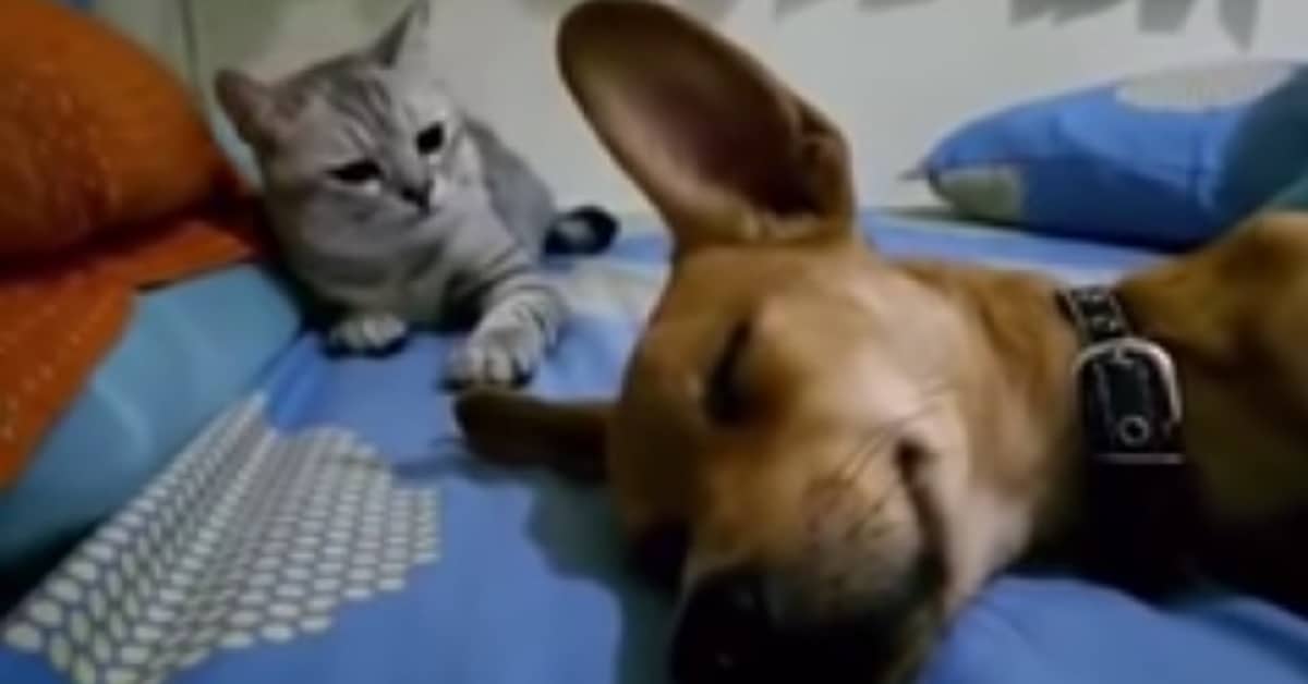 Il cane scoreggia – il gatto mostra il suo disappunto e la sua reazione fa ridere tutti.