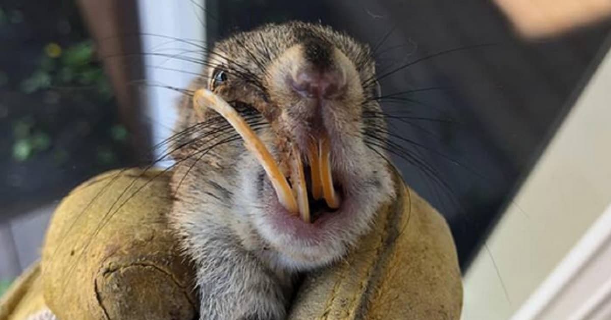Trova lo scoiattolo con i denti arricciati e lunghi e lo porta a casa per salvargli la vita