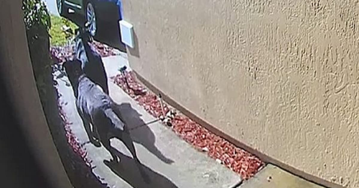 La donna si accascia a terra, le telecamere catturano il momento in cui i suoi 2 cani vanno a chiedere aiuto