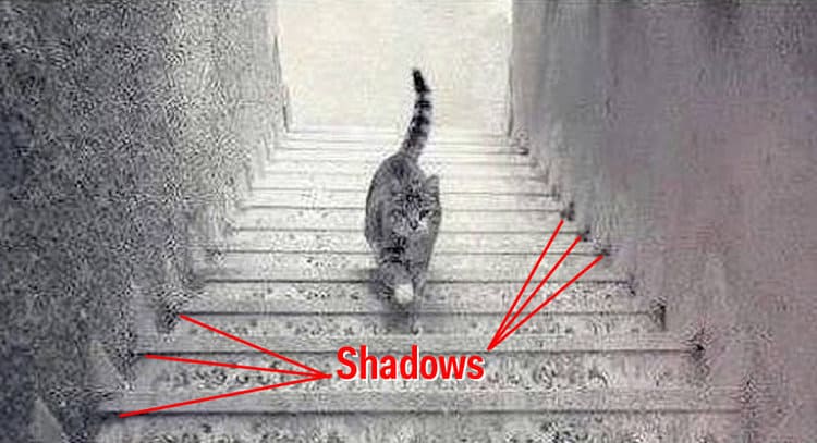Il gatto sta sicuramente scendendo le scale – ecco il perché