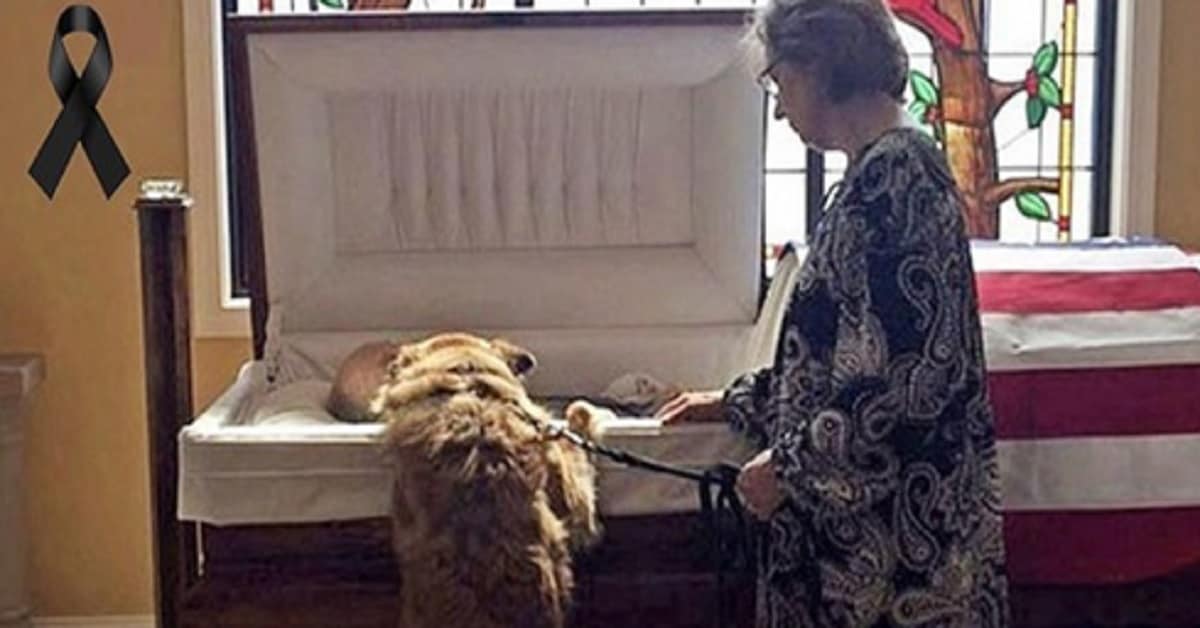 Assiste al funerale del suo padrone e gli dà un ultimo addio, la scena ha spezzato il cuore di molti