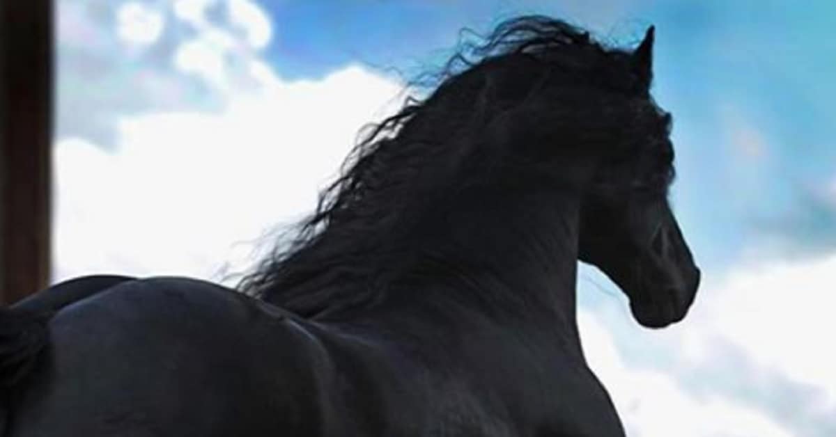 Da dietro sembra un cavallo come tanti, ma appena si gira è difficile non restare incantati dalla sua bellezza