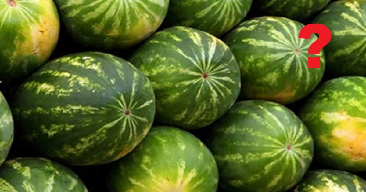 Come scegliere il cocomero migliore? Le regole d’oro  da tenere sempre a mente per assaporare l’anguria più dolce.