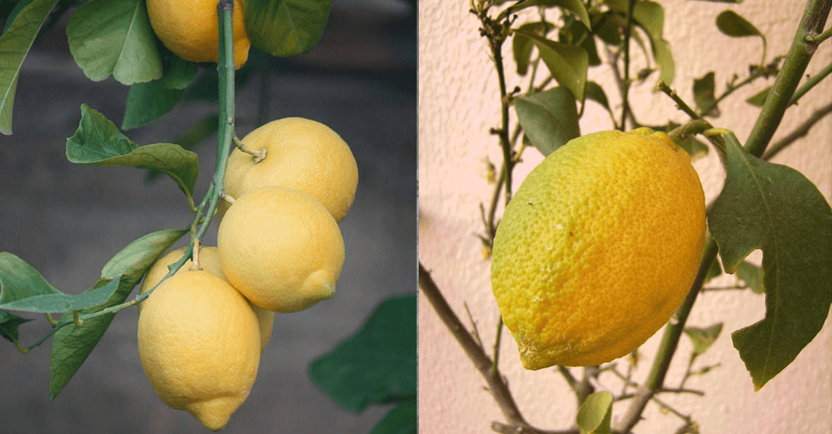 Impara a coltivare limoni in un vaso a casa tua