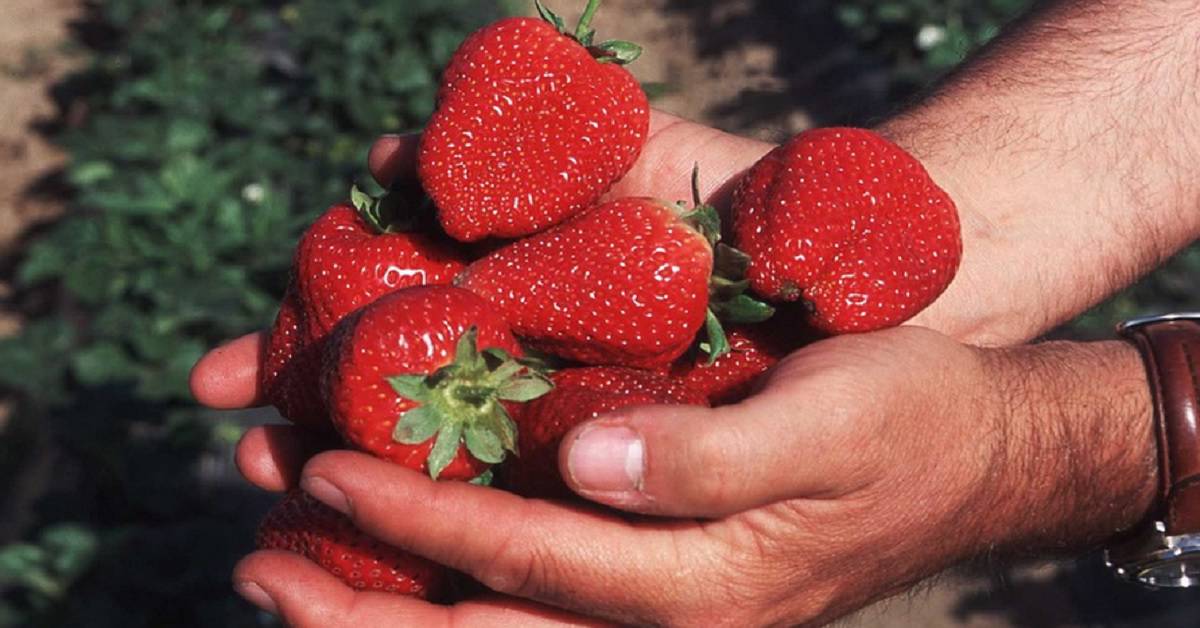 Come lavare le fragole per eliminare parassiti e pesticidi