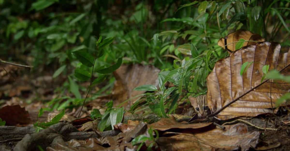 La più piccola specie di gatto al mondo: vive in India e si puo’ tenere sul palmo di una mano