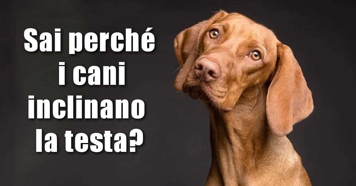 Un medico ci spiega perché i cani inclinano la testa quando parliamo con loro