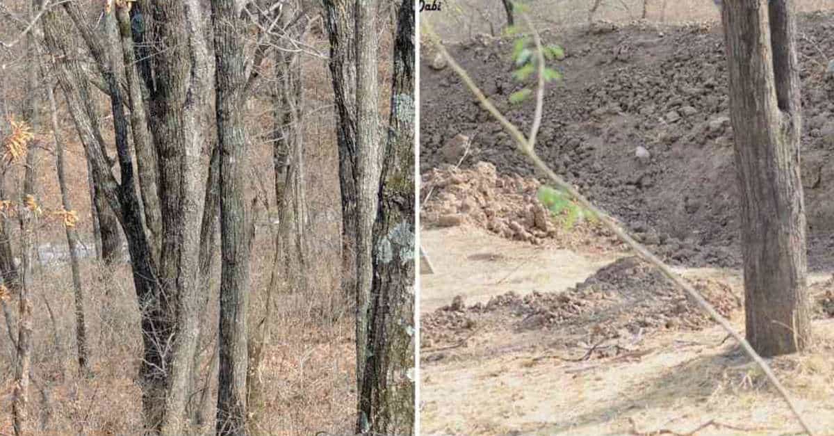 Dov’è il leopardo? La sfida virale che fa scervellare chiunque ci provi!