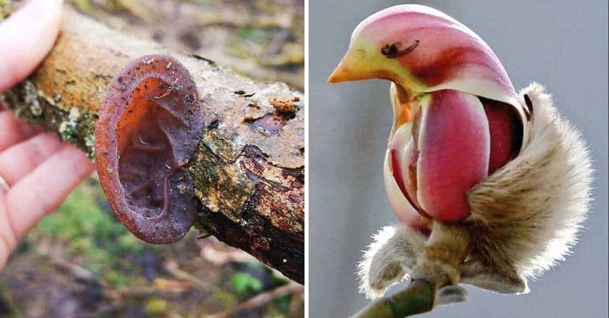 17 immagini che dimostrano quanto possa essere confusa la natura