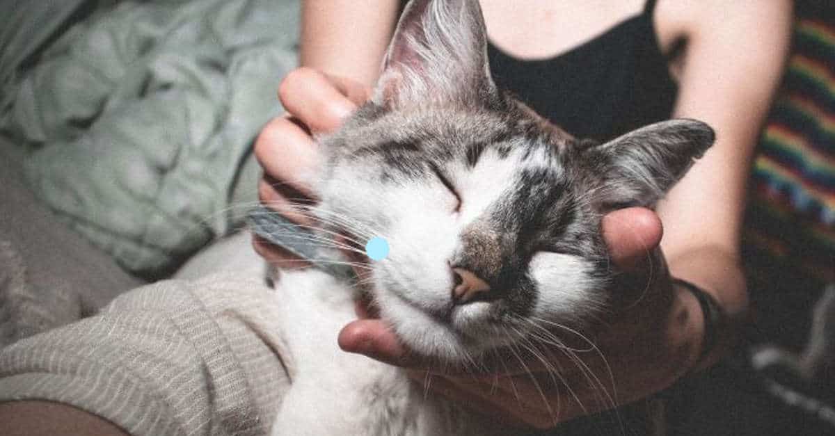 7 motivi per cui l’adozione di un gatto farà bene alla tua famiglia