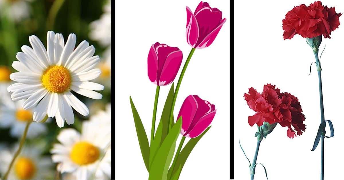 Sapevate che tutti abbiamo un fiore associato al nostro mese di nascita? Ecco quali sono