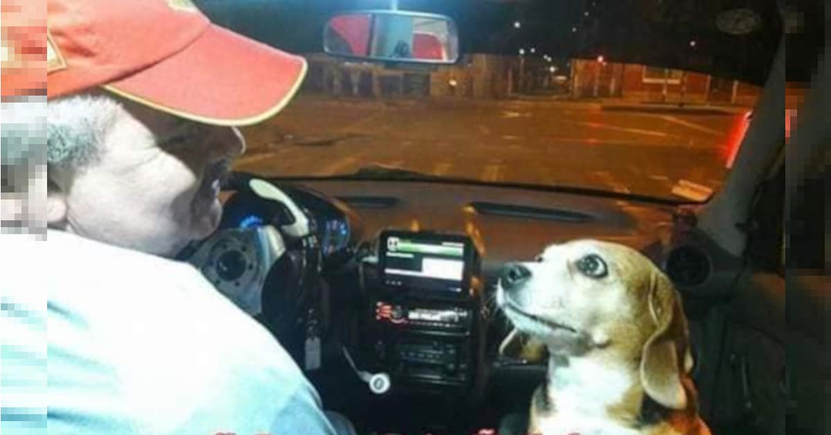 ‘Princesa’, la cagnolina che ha conquistato i social per il suo lavoro di “tassista”