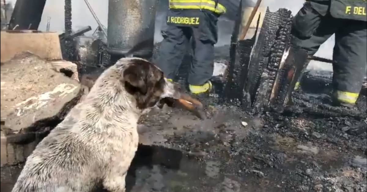 Il grido straziante di un cane nel vedere la sua casa completamente distrutta da un incendio