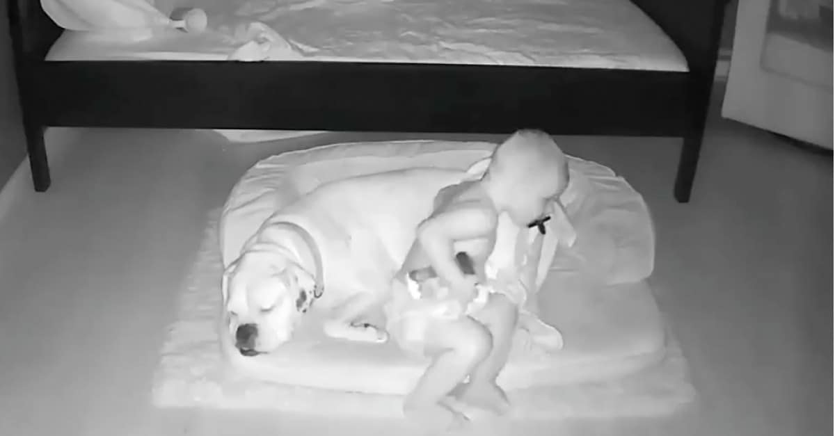 Un bambino viene colto in flagrante mentre sgattaiola fuori dal letto per dormire rannicchiato accanto al suo cane