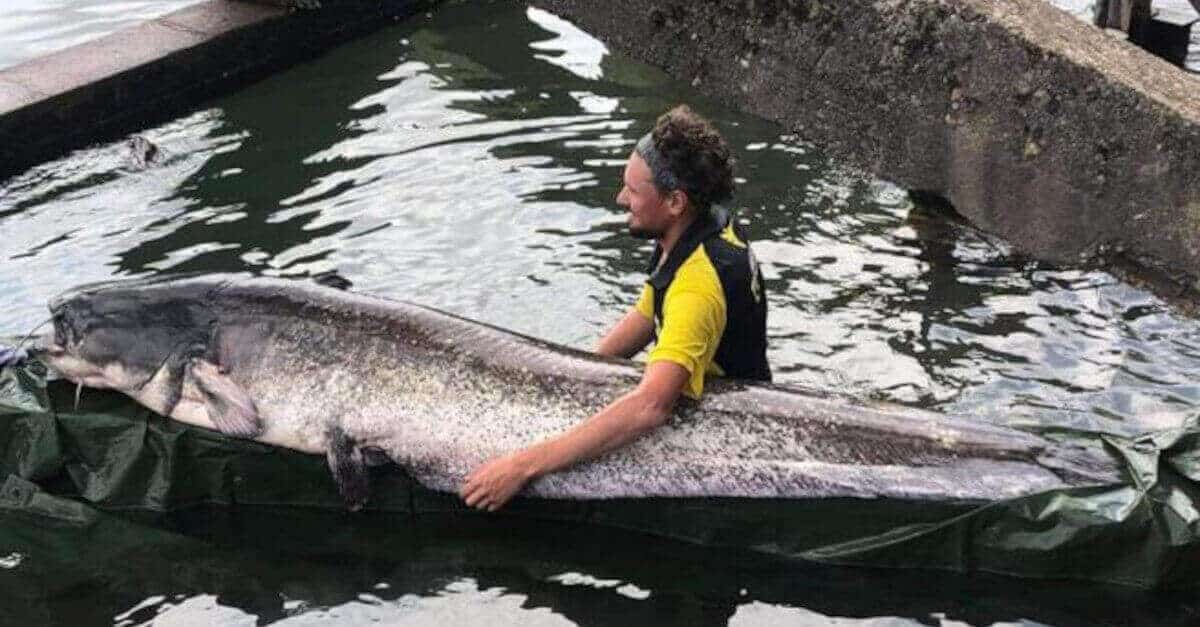 Un giovane cattura un impressionante pesce di 90 kg che misura più di 2,4 metri