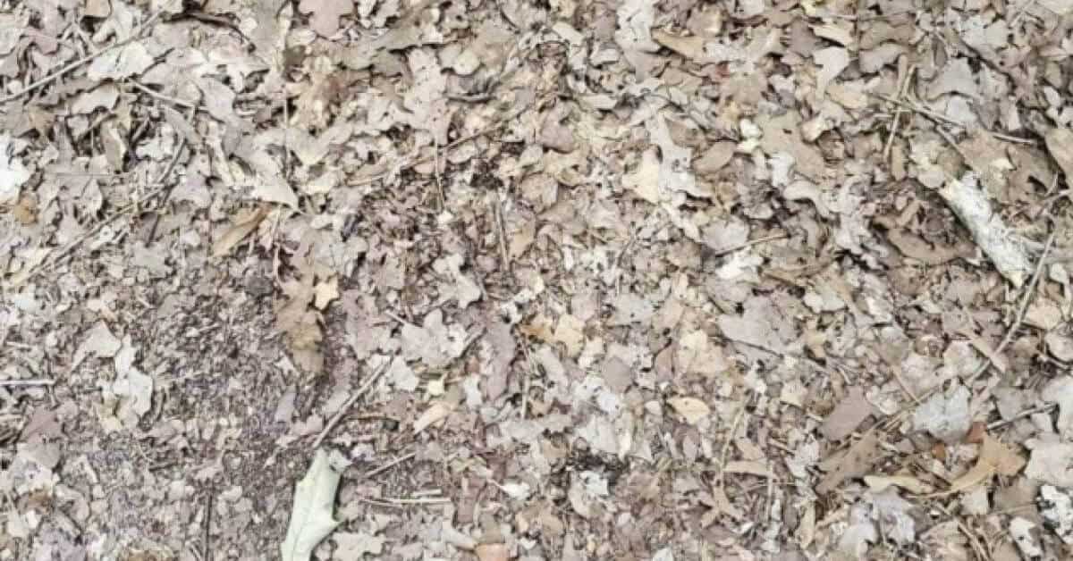 Riesci a trovare il serpente testa di rame tra tutte queste foglie in 15 secondi?
