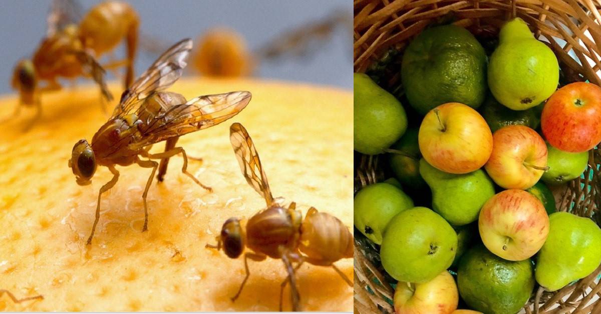 Come tenere lontani i moscerini della frutta (una volta per tutte)