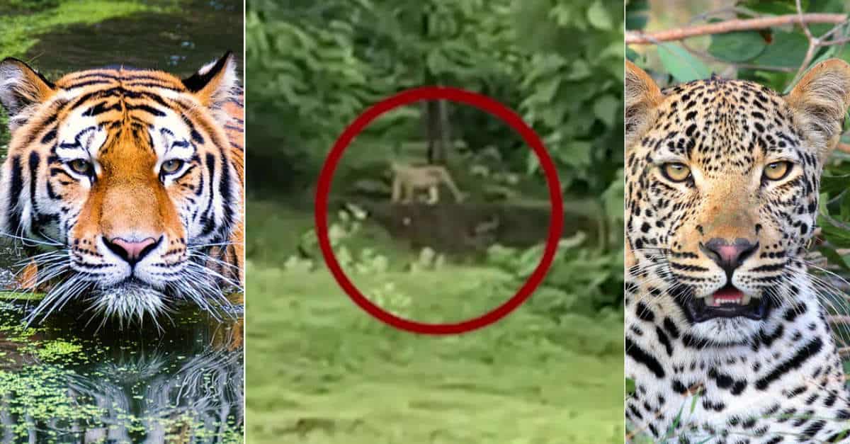 Sfida visiva: tigre o leopardo? Questo avvistamento ha confuso tutti