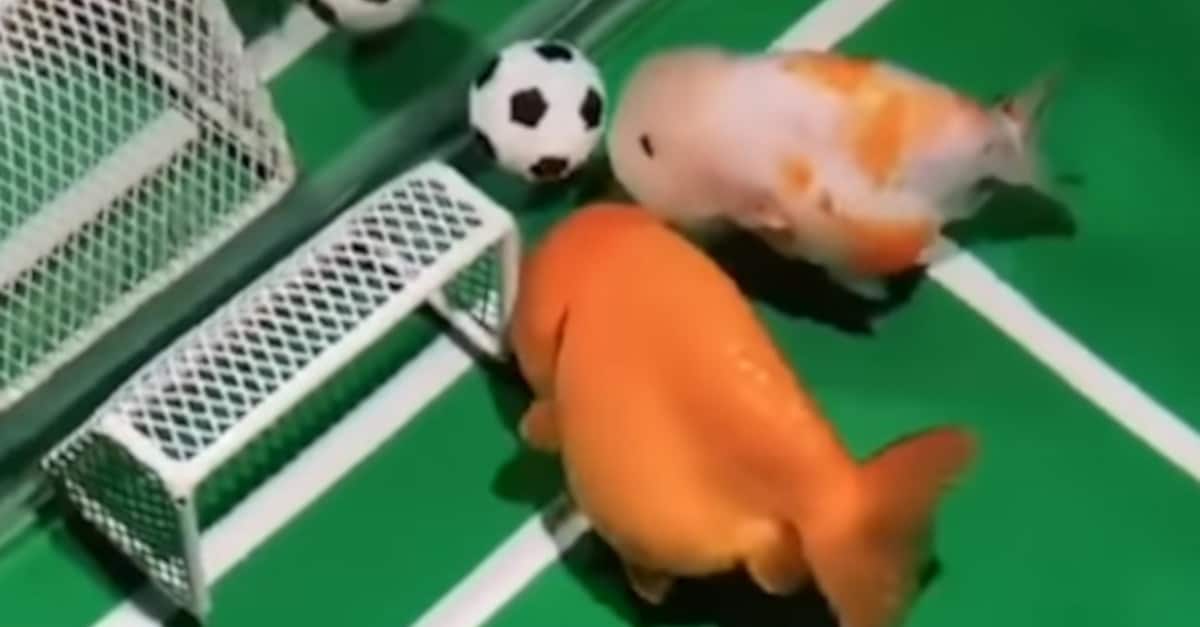 Costruisce uno stadio di calcio nel suo acquario e allena i tuoi pesci a segnare gol. VIDEO