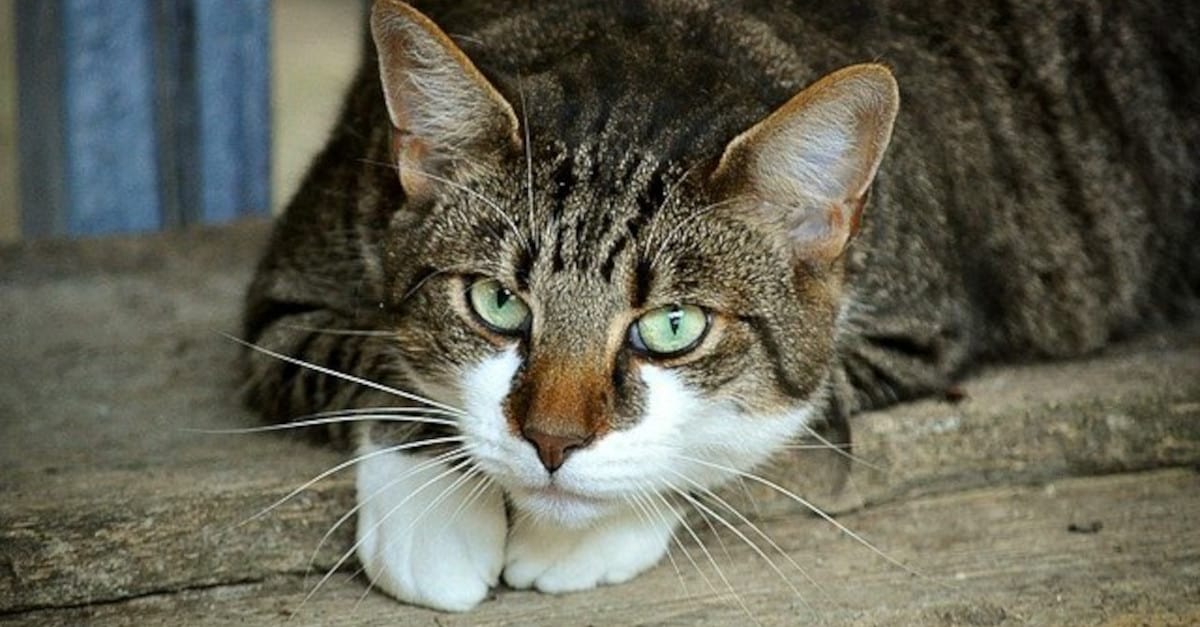 Il tuo gatto dovrebbe mangiare cibo umido: scopri perché