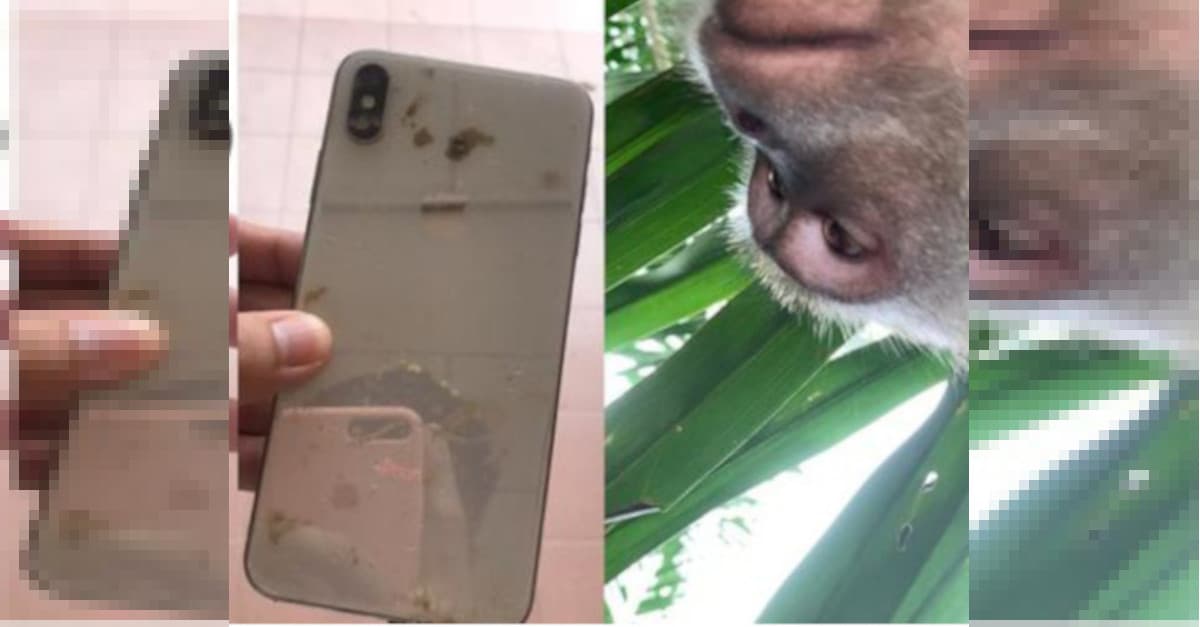 Scimmia ruba un iPhone e lo usa per fare video e foto. Il risultato finale è esilarante!
