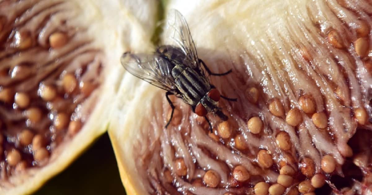 6 trucchi naturali per respingere le mosche. Alcuni non li conoscevamo affatto