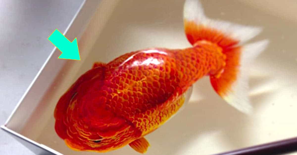 Fukahori: pesci ottici che ingannano il cervello quando li guardi