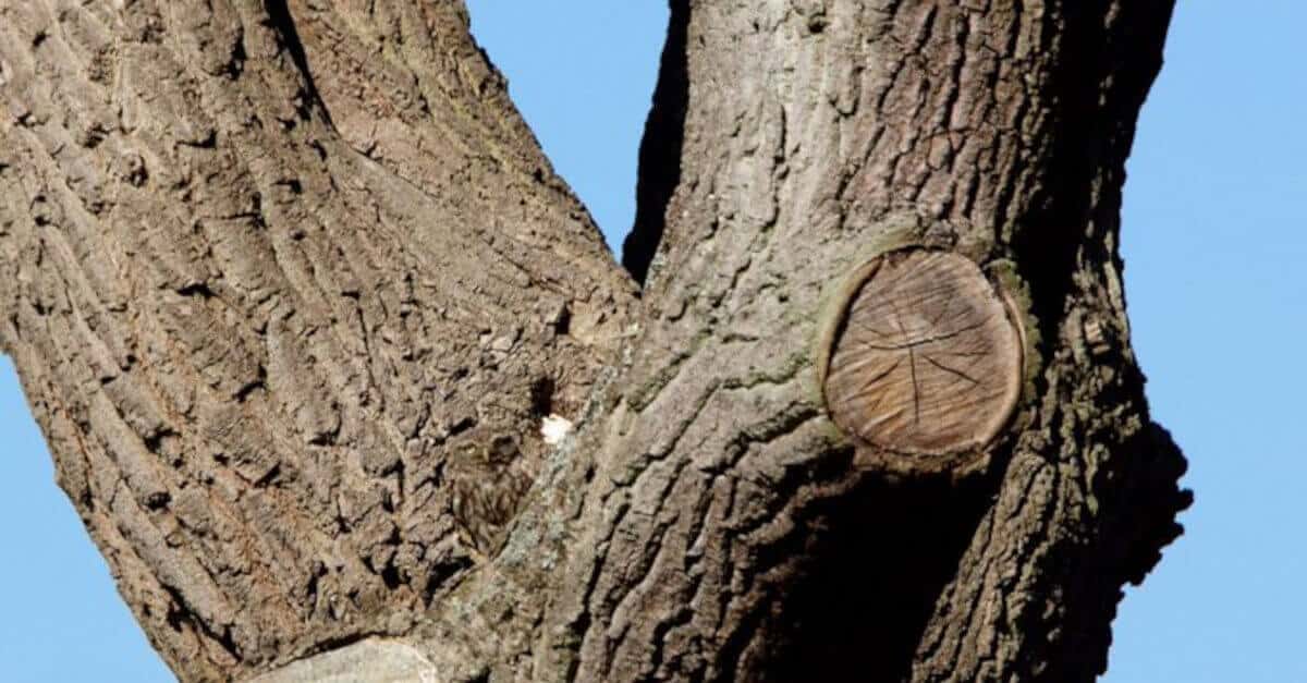 In questa immagine c’è un gufo mimetizzato nell’albero che molti credono “impossibile da trovare”
