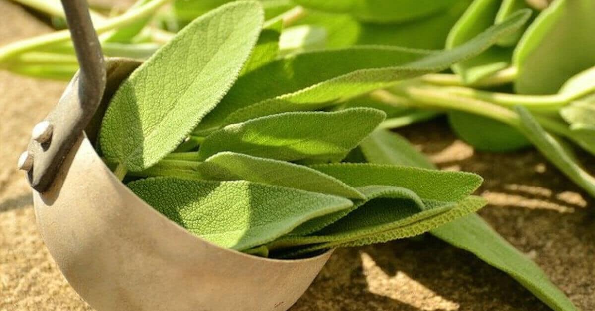Salvia: tutte le proprietà benefiche e curative di questa pianta aromatica che protegge la salute