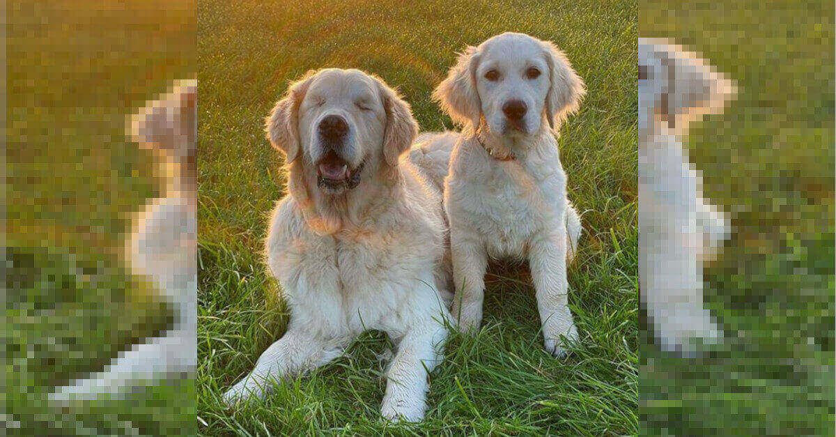 La storia del cane cieco che ha l’aiuto di un dolcissimo cucciolo che funge da cane guida