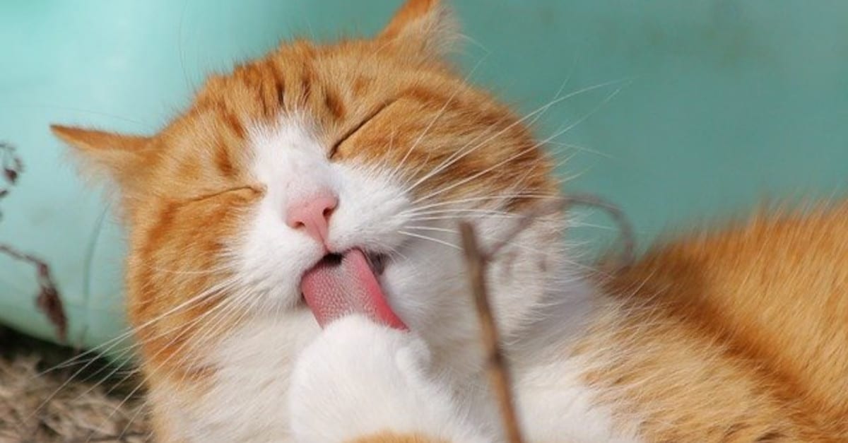 Perché i gatti sono ossessionati dalla pulizia?