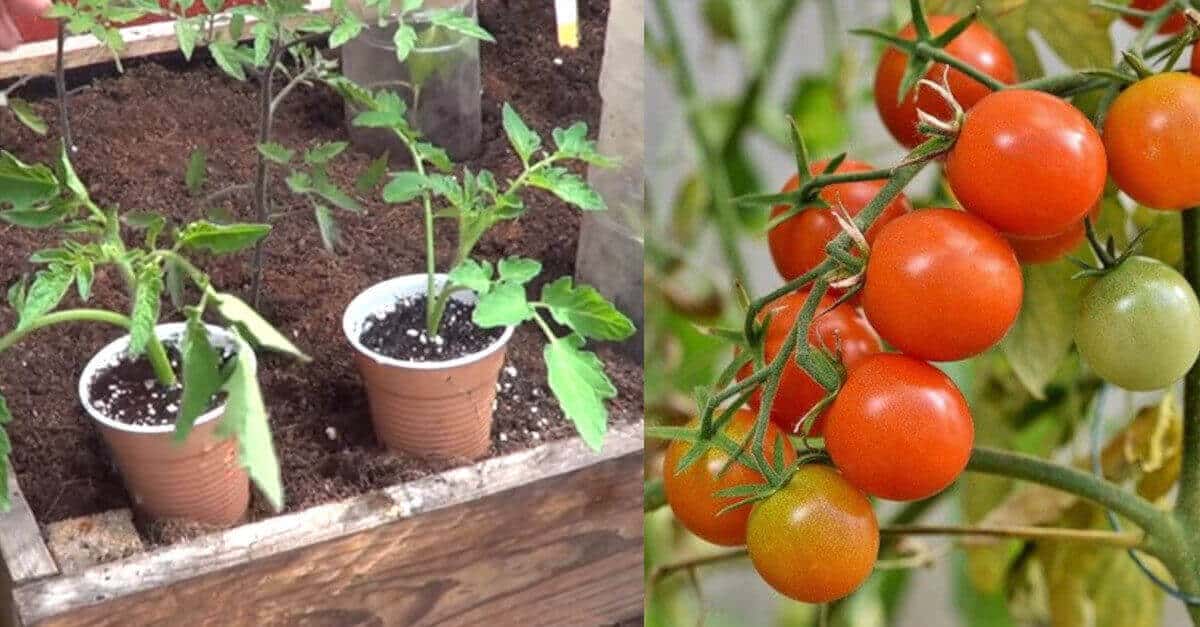 Metodo per avere una pianta di pomodoro in soli 15 giorni