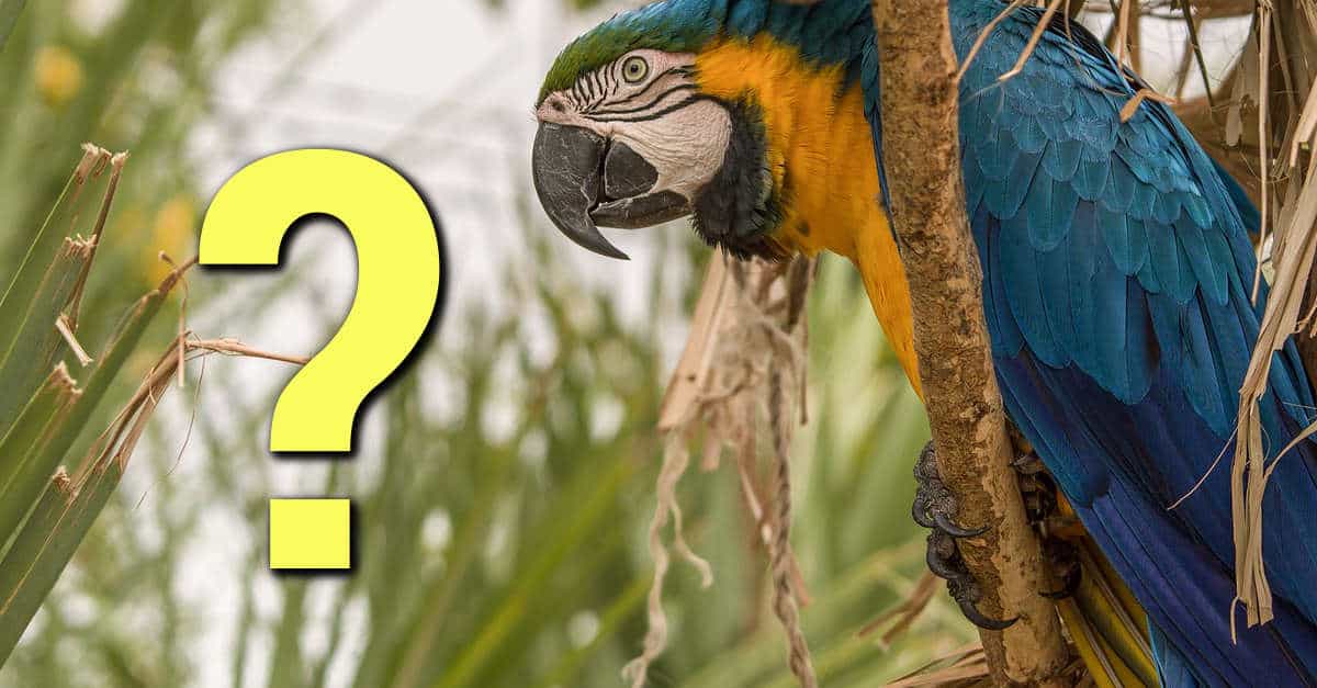 Sfida Visiva Impossibile: Dove si trova il pappagallo? Il perfetto nascondiglio in una palma