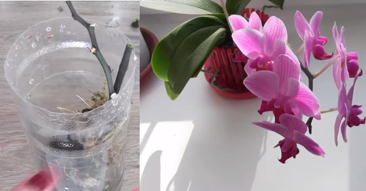 Il trucchetto per far riprodurre un’orchidea in una bottiglia di plastica