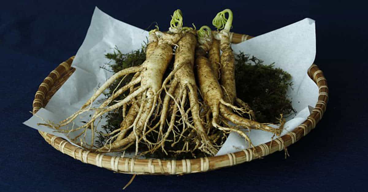 Il Ginseng è un’alternativa più salutare del caffè? Ecco tutto quello che c’è da sapere