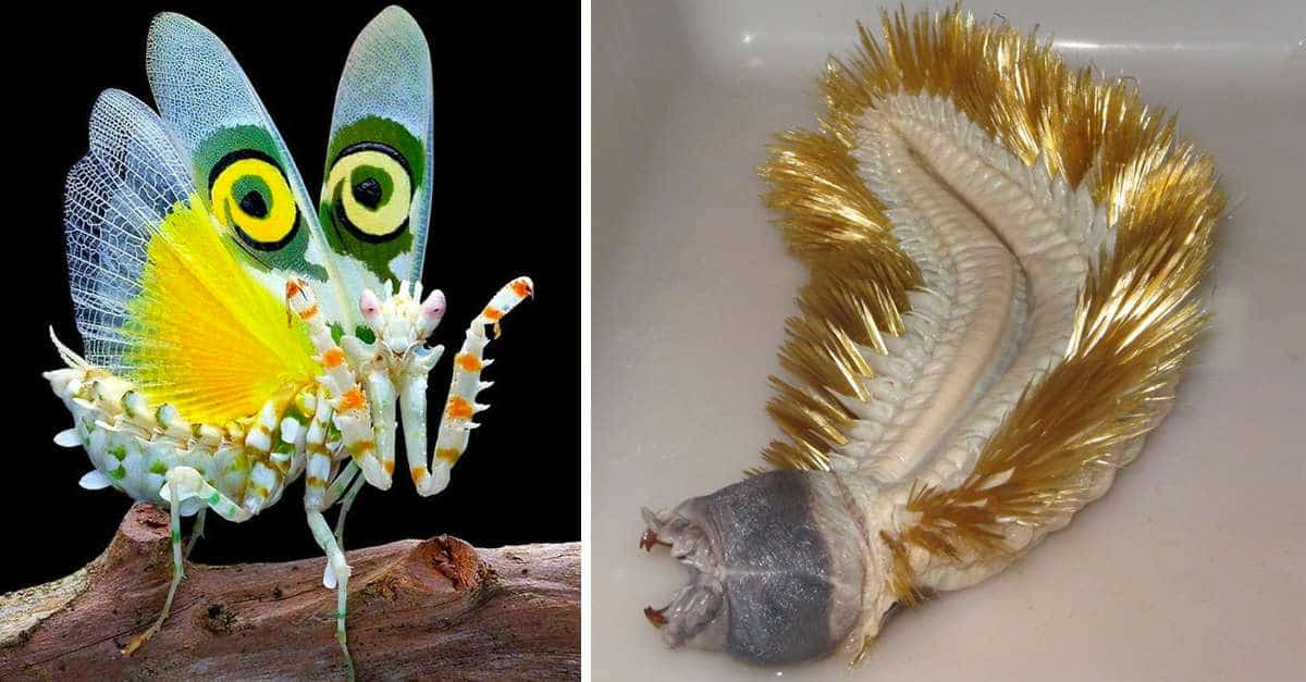 19 animali reali che probabilmente non hai mai visto in tutta la tua vita