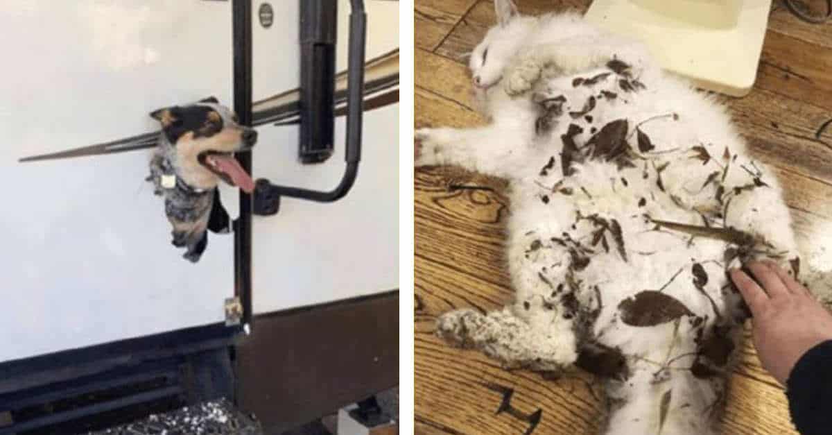 15 Animali domestici che hanno deciso di essere un mal di testa per i loro proprietari