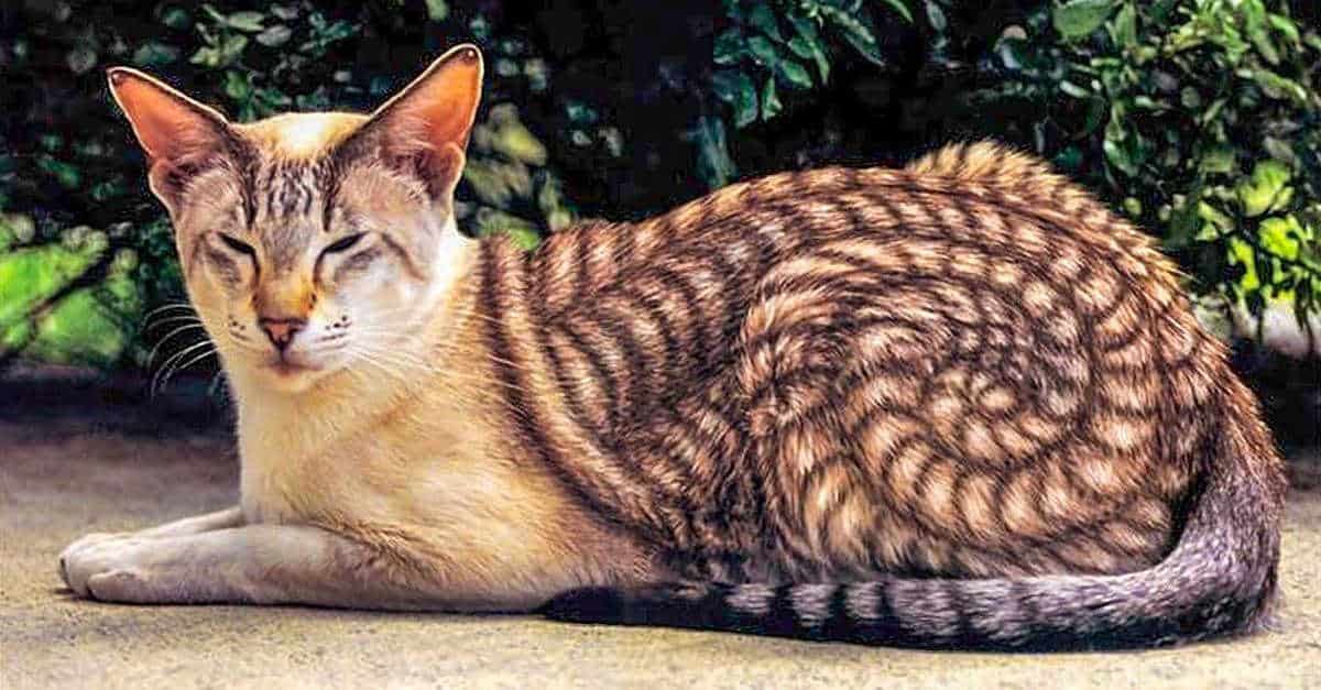 20 foto di animali che provano che la natura ama giocare con i colori