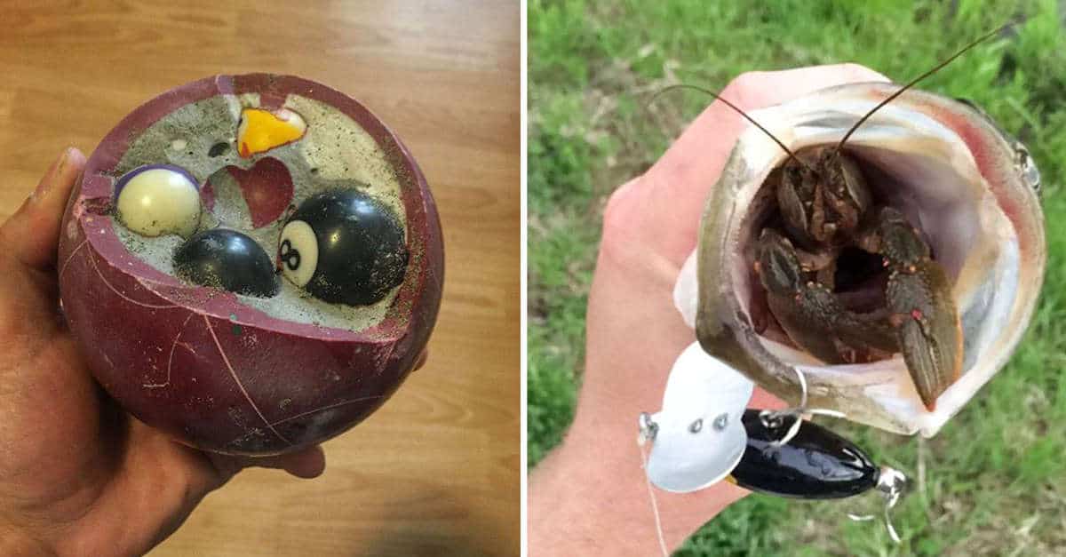 18 Foto di persone che hanno trovato cose inaspettate all’interno di oggetti quotidiani