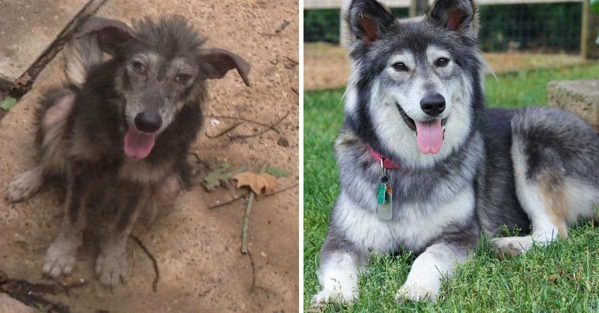 21 prima e dopo di animali adottati che hanno trovato l’amore di una famiglia