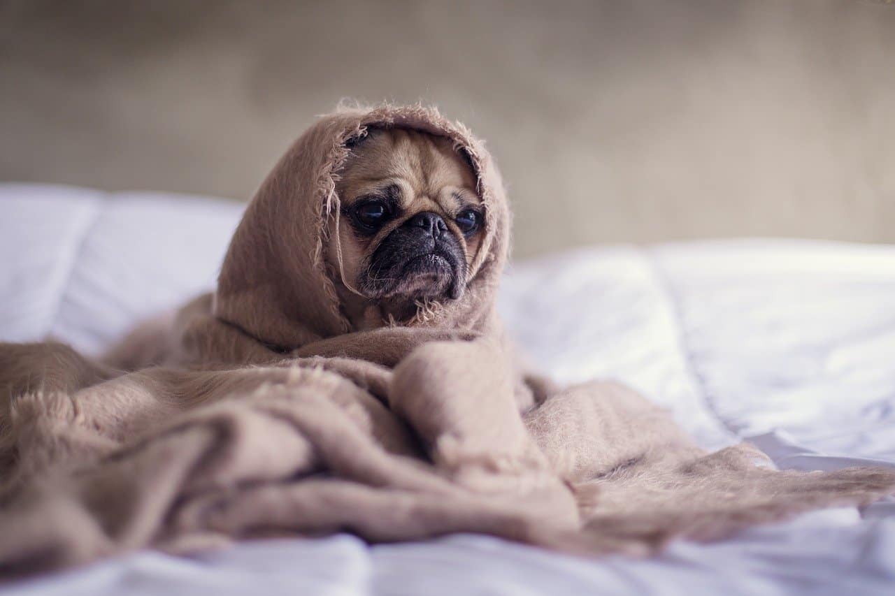 Cosa fare affinché il cattivo odore del tuo animale domestico non sia più un problema?