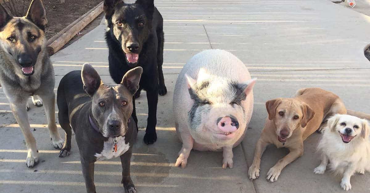 Maiale panciuto allevato felicemente con 5 cani pensa di essere proprio come i suoi amici a 4 zampe