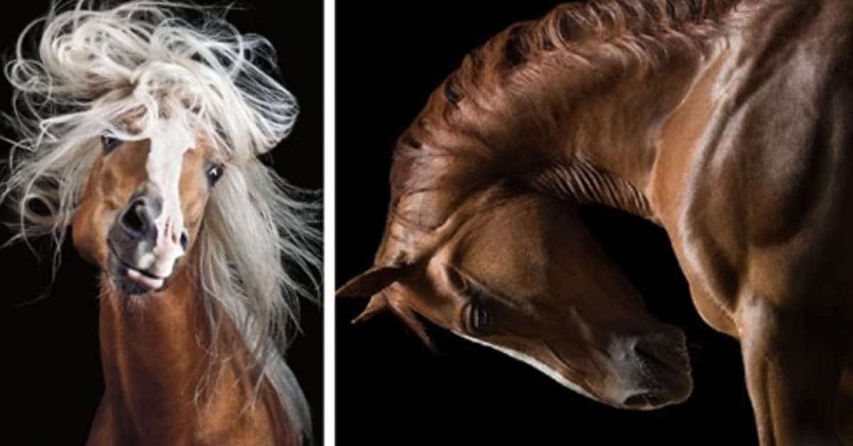 16 Fotografie del fotografo che cattura la bellezza selvaggia ed elegante dei cavalli